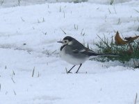 L1350842_White Wagtail.jpg