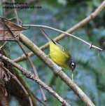 Grey Cheeked Warbler 1.jpg