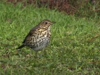 L1350961_Song Thrush.jpg