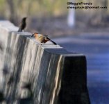 rufous necked laugher.jpg