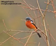 white throated redstart.jpg