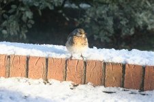 Fieldfare 1.jpg