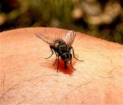 Fly:Knee G:T81 .jpg