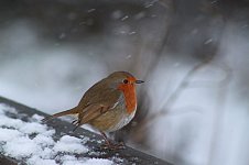 Robin in snow Bird.JPG