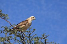 Bird in a tree.jpg