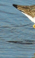 Lesser Yellowlegs 055.jpg