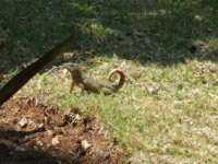 150A NORTHERN CURLY TAILED LIZARD.jpg