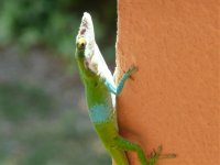 151a  GREEN ANOLE.jpg