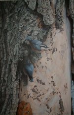 Red-breasted Nuthatches - Copy (2).jpg