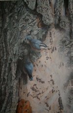 Red-breasted Nuthatches - Copy.jpg