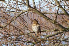 song thrush1 full.jpg