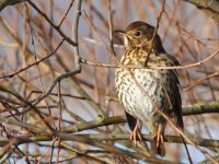 song thrush1.jpg