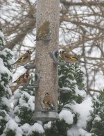IMG_1134_Gold&Greenfinch_cropped.jpg