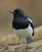 magpie robin male 2x 1000mm iso3200_DSC4283_1.jpg