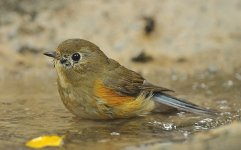 red-flanked bluetail 2x 1000mm iso3200 c_DSC4348_1.jpg