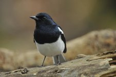 magpie robin male 2x 1000mm iso3200 orig_DSC4283.jpg