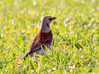 IMG_0001_Fieldfare.jpg