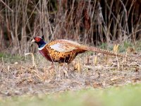 IMG_0020_Common Pheasant.jpg