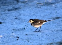 Pied Wagtail 7 (R).jpg