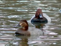 L1350337_Common Pochard.jpg