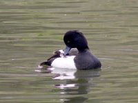 L1350397_Tufted Duck.jpg