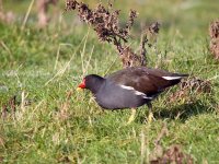 IMG_1460_Moorhen.jpg