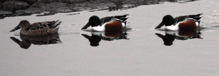 northern-shoveler-male-female3726 copy 2.gif