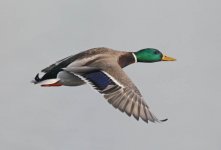 mallard2.jpg