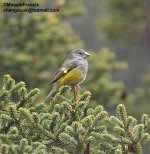 white winged grosbeak.jpg