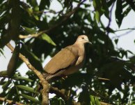 White-Tipped-Dove-2.jpg