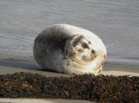 bearded seal pup.jpg