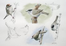 Blackcap sketches.JPG