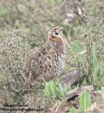 Tibetan Partridge.jpg