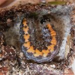 marbled_beauty_larva_16apr05_420a.jpg