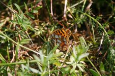 Fritillary - Queen of Spain1-thumb.jpg