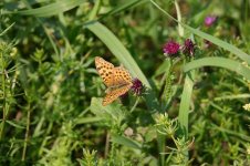 Fritillary - Queen of Spain2-thumb.jpg