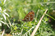 Fritillary - Small Pearl-bordered u2-thumb.jpg