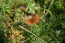 Fritillary - Small Pearl-bordered u3-thumb.jpg