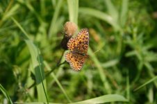 Fritillary - question -thumb.jpg