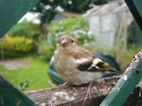 stunned female chaffinch.jpg