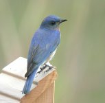 042705bluebird1.jpg