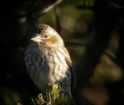 Cassin's Finch (female).jpg