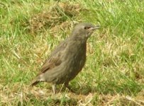 Starling, Castle Donington.JPG