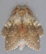 Lobster Moth 5626t.jpg