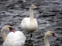 whooper dundalk harbour july 05.jpg