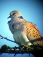 Singing Turtle Dove_re-sized copy.jpg