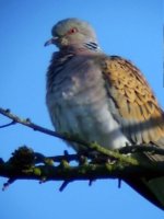 Turtle Dove_edited.jpg