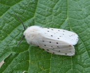 Ermine White 5722t.jpg