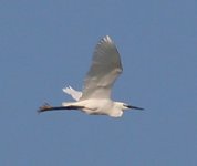 Little Egret.jpg