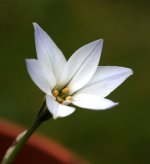White-flower.jpg